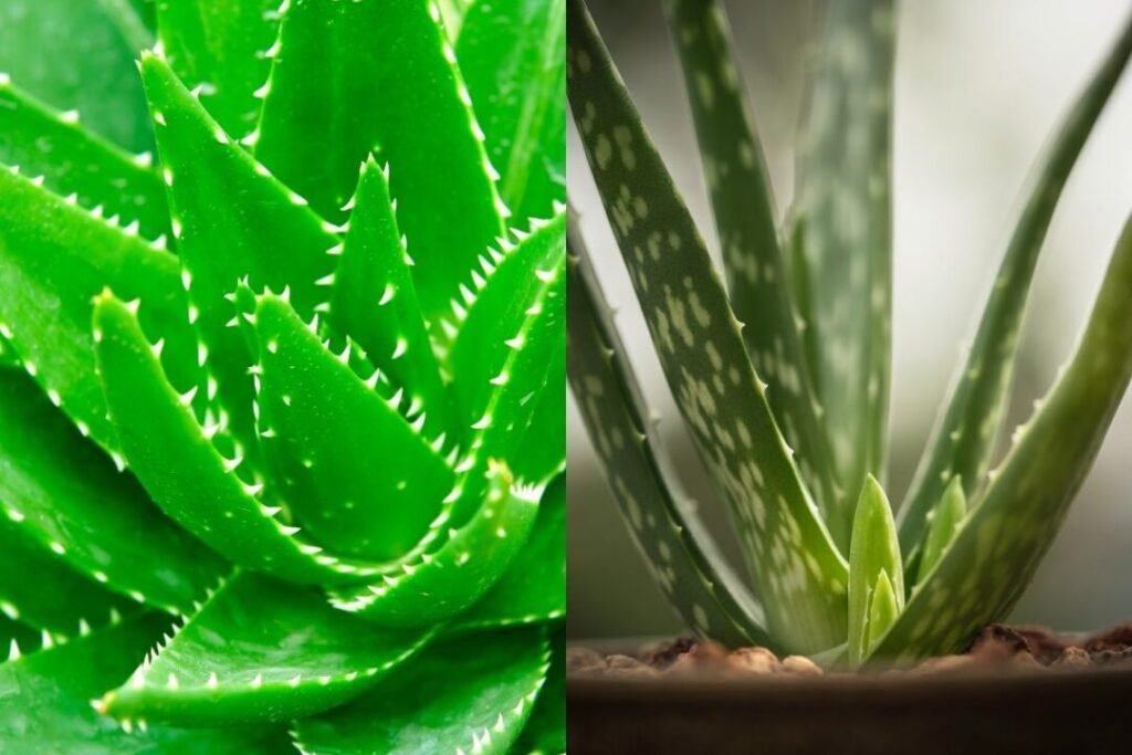 aloe vera común y aloe arborescens