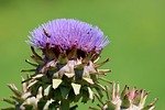 artichoke, vegetables, artichoke flower, plant, nature, inflorescence, purple flower, cynara, food