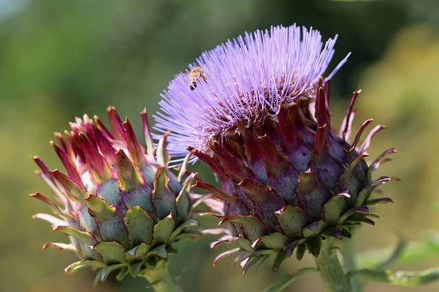 alcachofa flor de la,