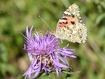 butterfly, vanessa, thistle flower, vanessa cardui, vanesa de los cardos, planta medicinal para el hígado por excelencia.