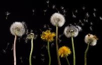 Vibrant close-up of dandelion flowers and seeds against a dark backdrop, showcasing nature's beauty.