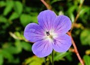 Stunning close-up of a vibrant purple geranium flower showcasing delicate petals and intricate details.