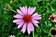Close-up of a vibrant purple echinacea flower blooming outdoors, showcasing its intricate petals and vivid colors.