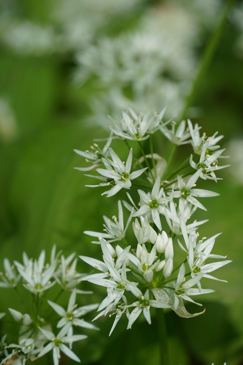wild garlic, wild garlic plants, forest, wild garlic flowers, nature, landscape, spring, plants, plant species, knoblauc hard, bear garlic, garlic spinach, forest garlic, rinsed garlic, dog garlic, witch onion