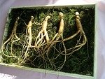 ginseng, wild ginseng, ginseng, ginseng, ginseng, ginseng, ginseng