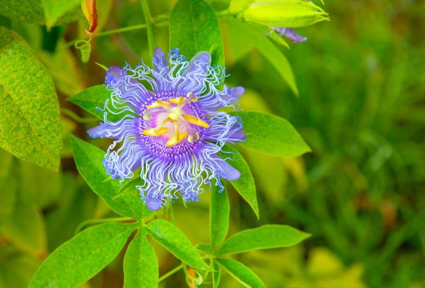 flor de la pasiflora