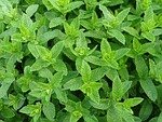 moroccan mint, teeminze, peppermint, mint, tea herbs, green mint, herb, peppermint, mint, mint, mint, mint, mint