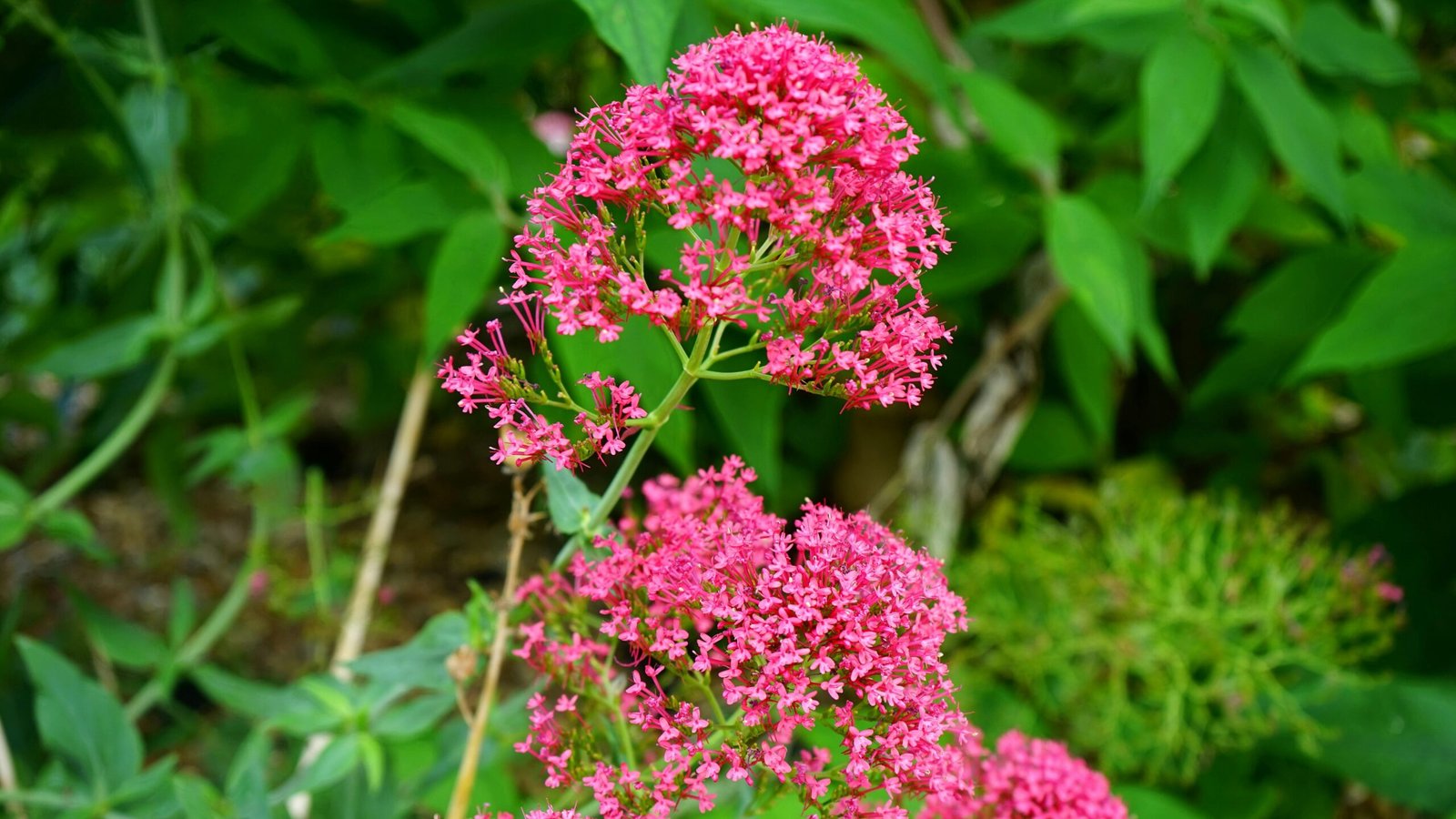 valeriana