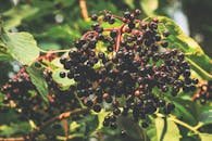 Close-up of ripe elderberries hanging on branches with lush green leaves in a sunny garden setting.