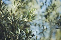 Macro shot of olive tree branches, highlighting lush green leaves and natural sunlight.