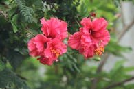 Vibrant pink hibiscus flowers blooming amidst green foliage in summer garden.