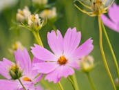 Vibrant pink cosmos flowers blooming in a lush garden setting, symbolizing spring.
