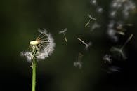 Close-up of a dandelion releasing seeds against a dark background.