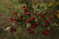 Close-up of vibrant red hawthorn berries on a leafy branch, captured in a natural outdoor setting.