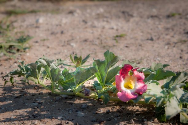 Harpagofito planta para la artritis y las articulaciones