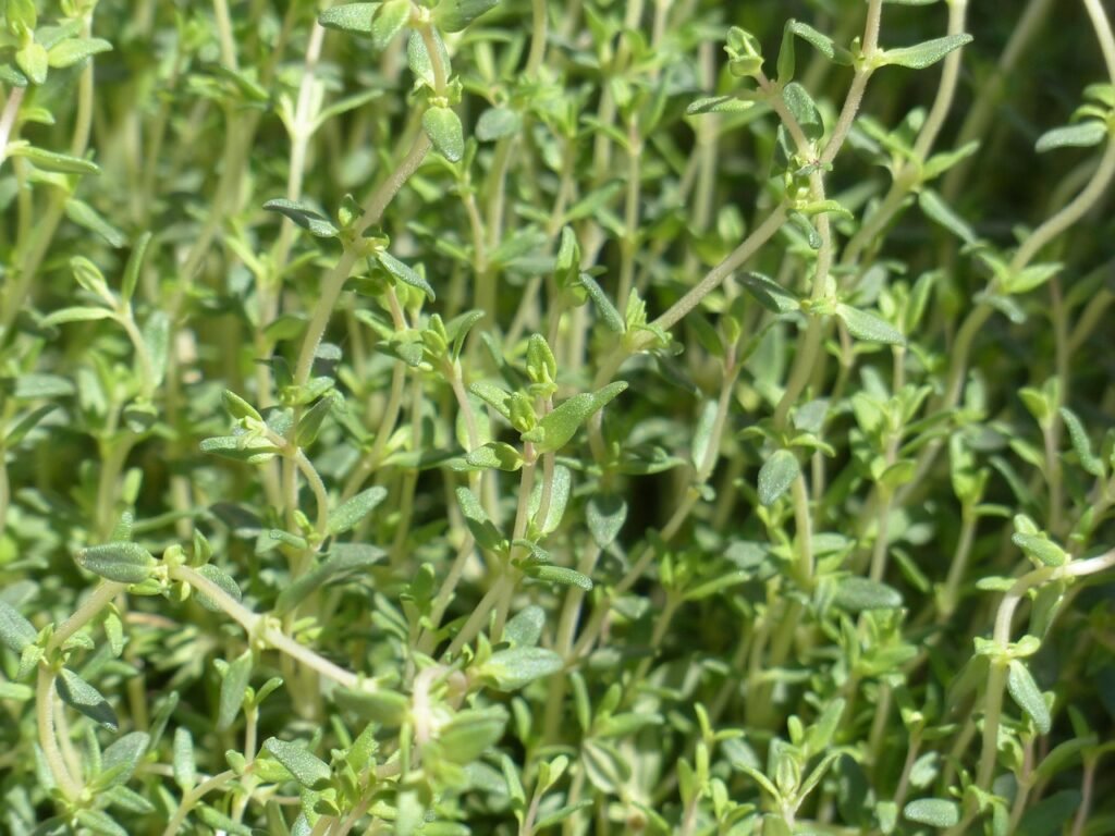 thyme, real thyme, culinary herbs, leaves, stalk, plant, seasoning, herb, thymus vulgaris, thymus, lip flower family, lamiaceae, aromatic plant, medicinal plant, garden plant, garden herbs, garden spice plant, nature, roman thyme, kuttelkraut, garden thyme, lip petals, otra de las Plantas para la tos y problemas respiratorios