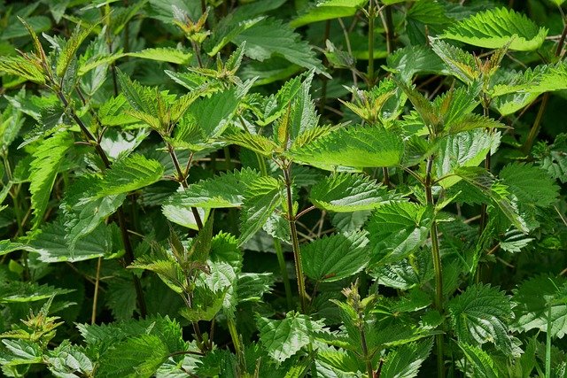 nettle, urtica, urticaceae, plant, burn, nature, botany, small nettle, urtica urens, pus nettle, herb, medicinal herb, medicinal plant, naturopathy, herbal medicine, green, weed, wild herb, leaf, nettle leaf, meadow herbs, burning hair, meadow, nettle, nettle, nettle, nettle, nettle, herbal medicine, weed, weed