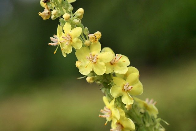 black mullein, beautiful flowers, dark mullein, flower wallpaper, verbascum nigrum, nature, flower background, yellow flowers, plant, flowers, close up, inflorescence, petals, beautiful flower