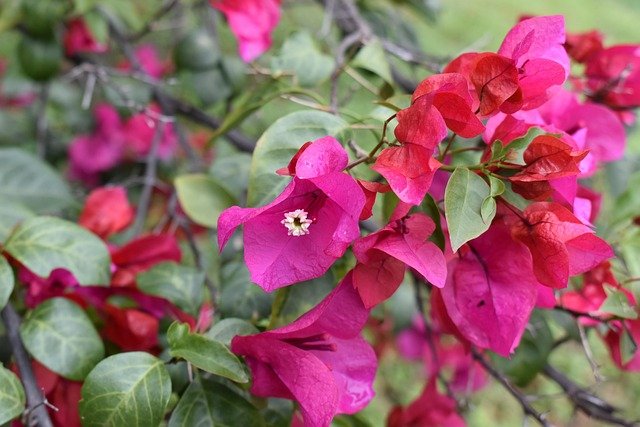 flower, beautiful flowers, nature, yard, flower wallpaper, purple, flower background, flora, flowers, colorful, natural, bugambilias