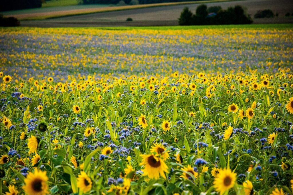 Conoce las mejores plantas medicinales para la artritis y articulaciones, con evidencia científica, principios activos y formas de uso.