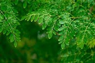 Close-up of vibrant green moringa leaves with a blurred botanical background.