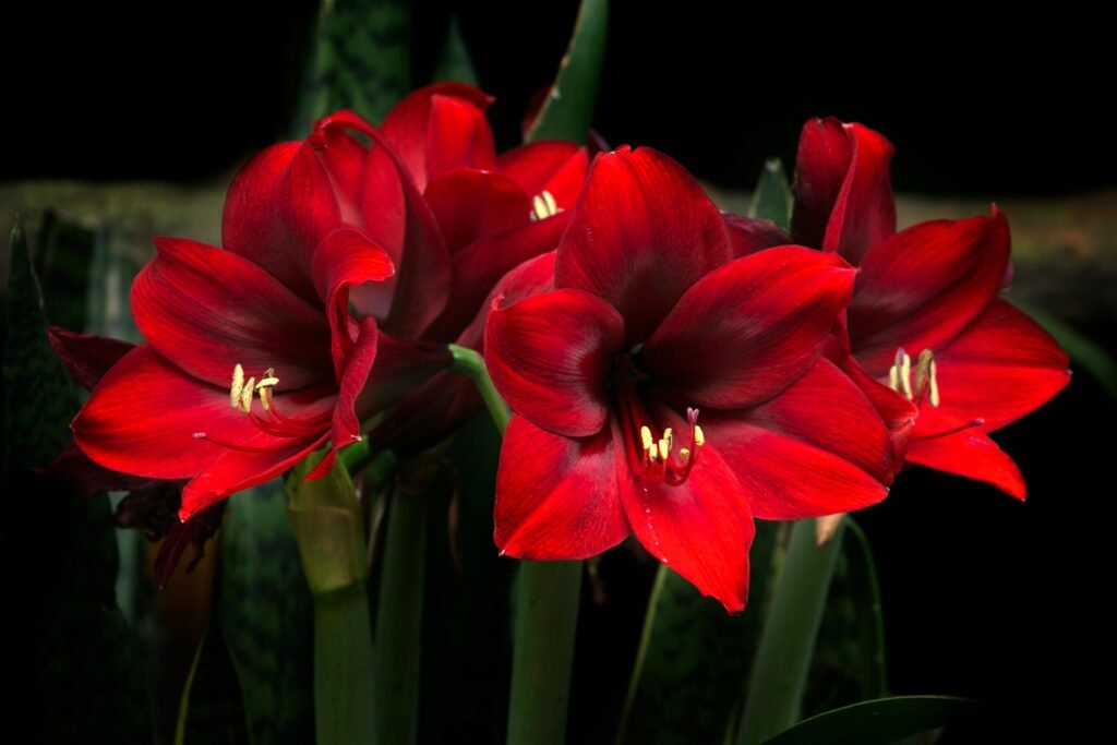 Stunning close-up of vibrant red amaryllis flowers in full bloom against a dark background.