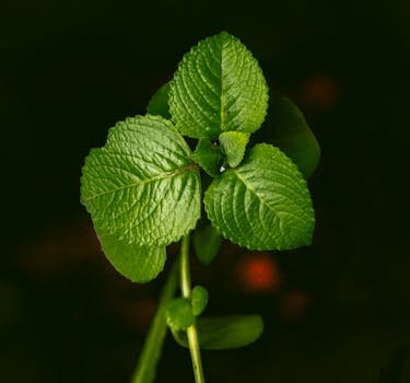 Detailed view of vibrant green mint leaves with rich textures.