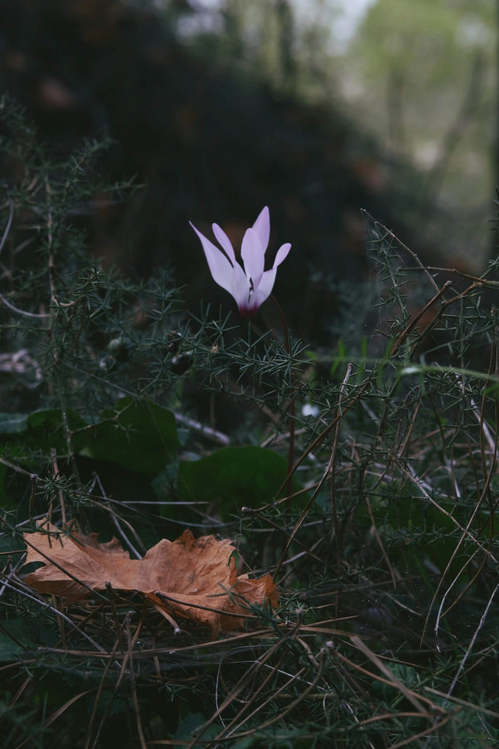 A lone cyclamen flower blooms amidst natural woodland foliage, captured in stunning detail.
