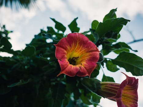 Close-up of a vibrant Brugmansia flower with green leaves and sky background.