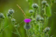 Detailed image of vibrant milk thistle flowers with sharp spines against a soft green background.