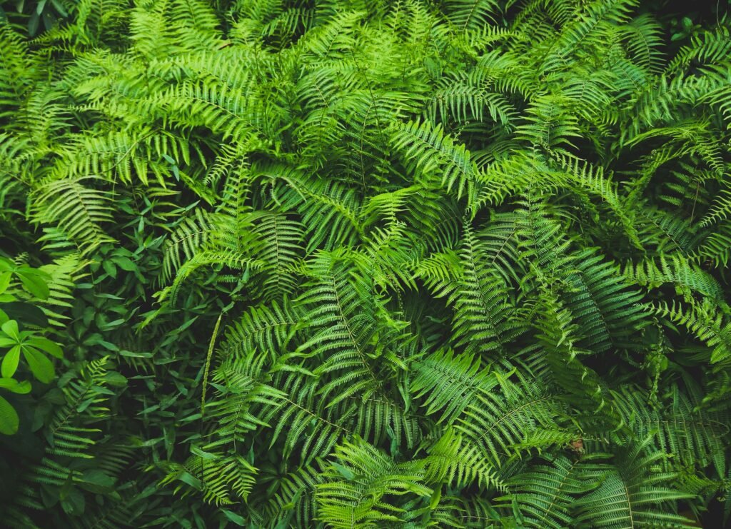 Plantas medicinales prohibidas