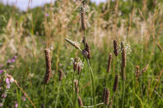 Close-up of snail on grass, vibrant summer meadow background. Plantago ovata (psyllium)