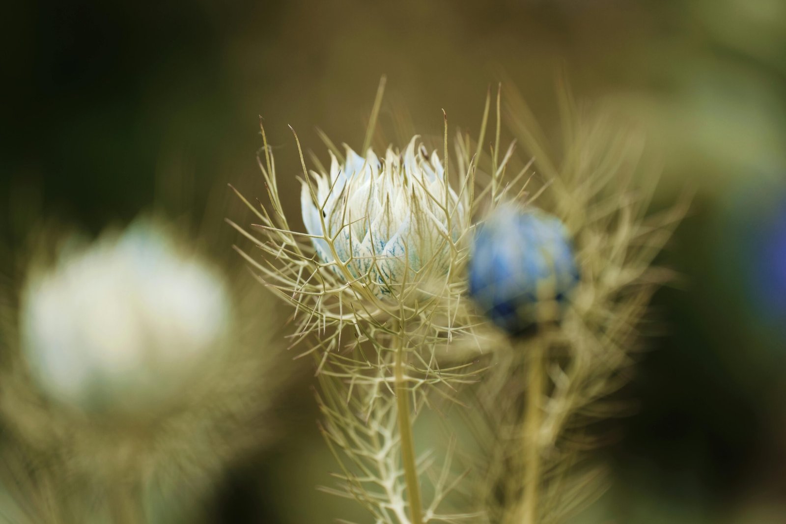 Detailed close-up of Nigella flower buds showcasing natural beauty and intricate textures.