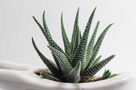 Vibrant green Zebra Haworthia succulent in a modern white ceramic pot, perfect for home decor.