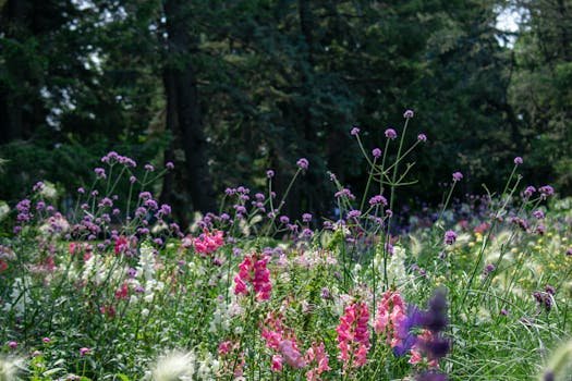 Colorful wildflowers blooming in a Montreal meadow on a sunny day.