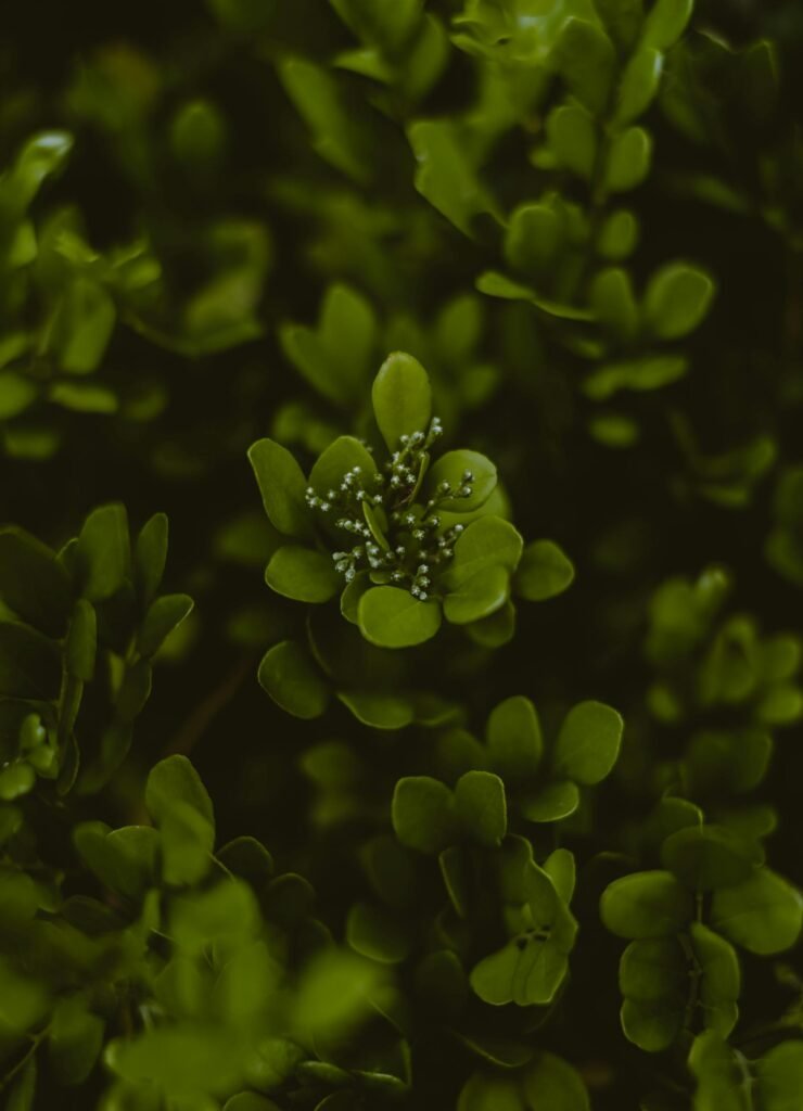 Close-up of lush green foliage with delicate small white flowers in a natural outdoor setting.