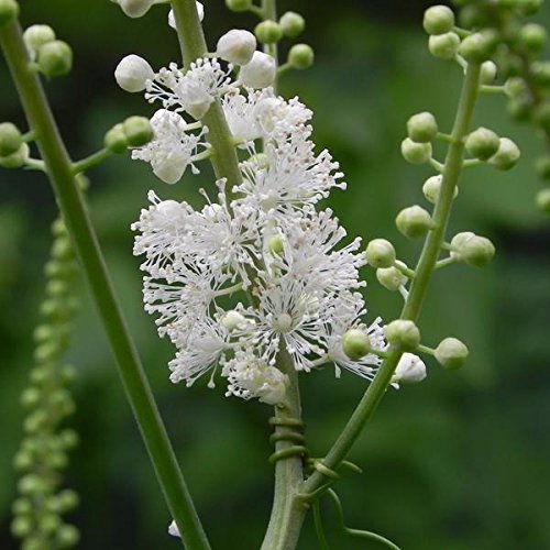cimicifuga racemosa