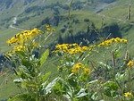 alpine groundsel, flower, blossom, bloom, nature, beautiful flowers, flower background, yellow, senecio alpinus, senecio – cook, ragwort, flower wallpaper, senecio, poisonous, weed, alpine plant