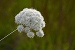 forest angelica, apiaceae, umbelliferous plants, plant, flower, nature, white, beautiful flowers, flower wallpaper, blossom, flower background, bloom, iceland
