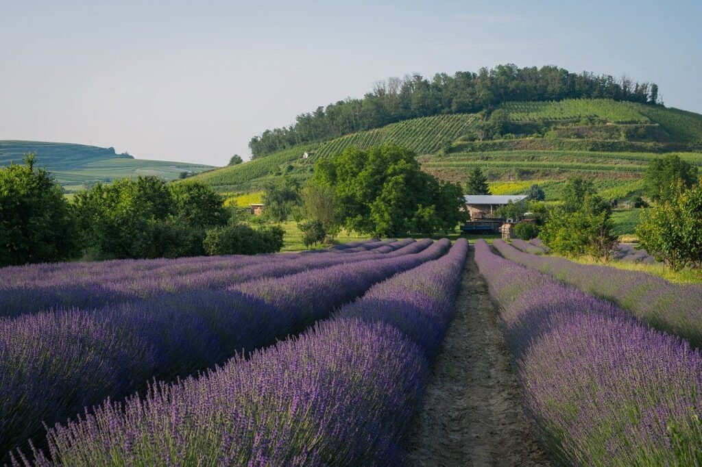 lavender field, landscape, flower background, flower wallpaper, field, flower, beautiful flowers, blossom, bloom, flora, fragrance, inflorescence, nature, purple, plants, lavender flower, lavender cultivation