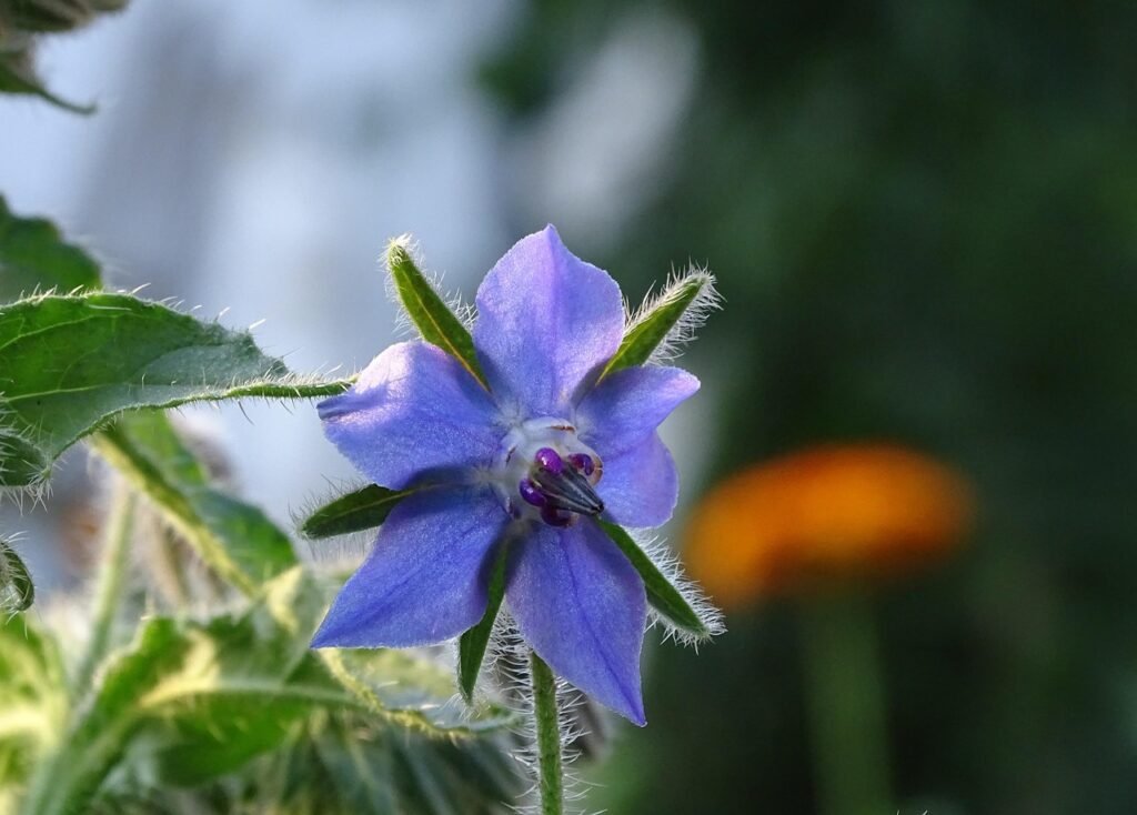 borage, cucumber, boretsch, borage flower, culinary herbs, kitchen garden, medicinal plant, pointed flower, kukumerkraut, borago officinalis, borage, borage, borage, borage, borage