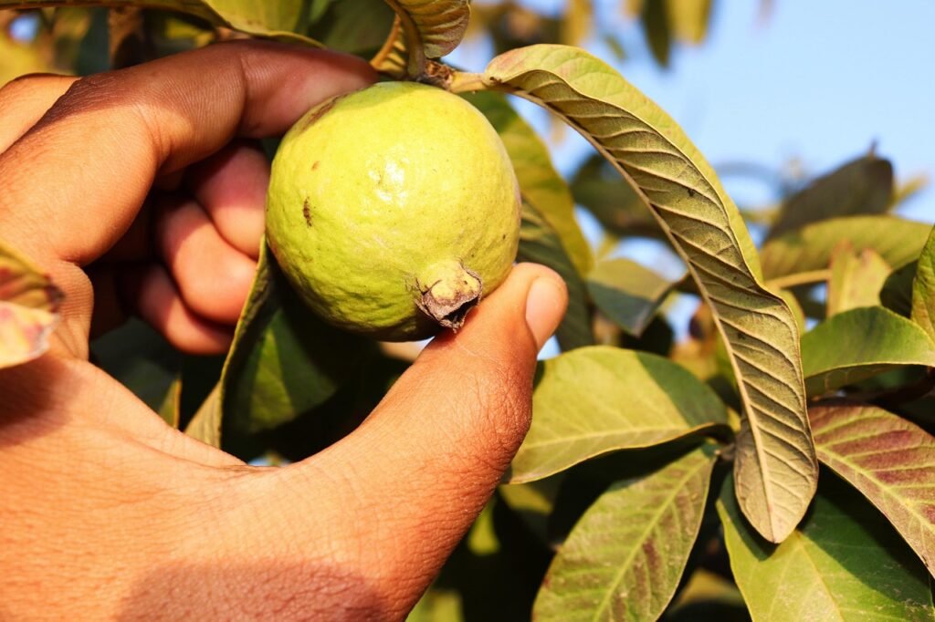 guava, harvesting guava, guava fruit, fruits, sargodha guava, guava, guava, guava, guava, guava, guava fruit