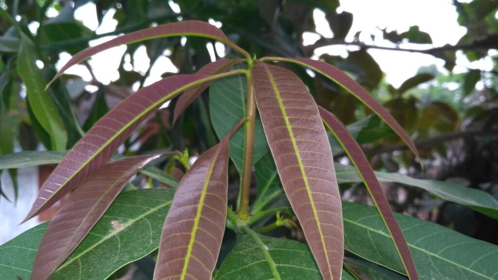 mango leaves, mango leaf, healthy, mango, leaf, nature, green, natural, leaves, india mango leaf, mango leaves, mango leaves, mango leaves, mango leaves, mango leaves, mango leaf