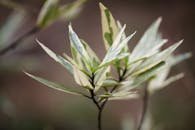 Selective focus on variegated Justicia gendarussa leaves, highlighting natural beauty and intricate details.