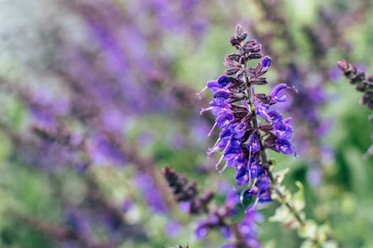 Close-up of vibrant purple sage flowers showcasing their beauty and detailed petals.