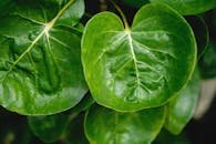 Detailed image of Polyscias Scutellaria leaves with vivid green hues and defined textures.
