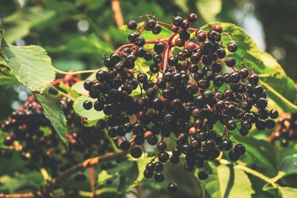 sambucus nigrum, otras de las plantas con efectos antivirales estudiadas