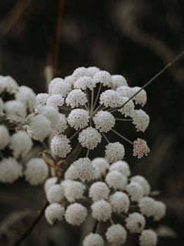 Detailed close-up of white wildflowers blooming in their natural habitat, showcasing intricate floral beauty.
