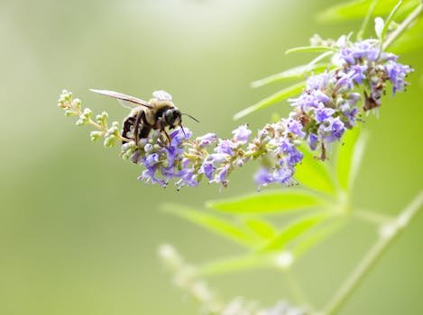 Close-up of a bee pollinating purple flowers outdoors, showcasing nature's vibrant beauty. una de las Plantas para la salud femenina