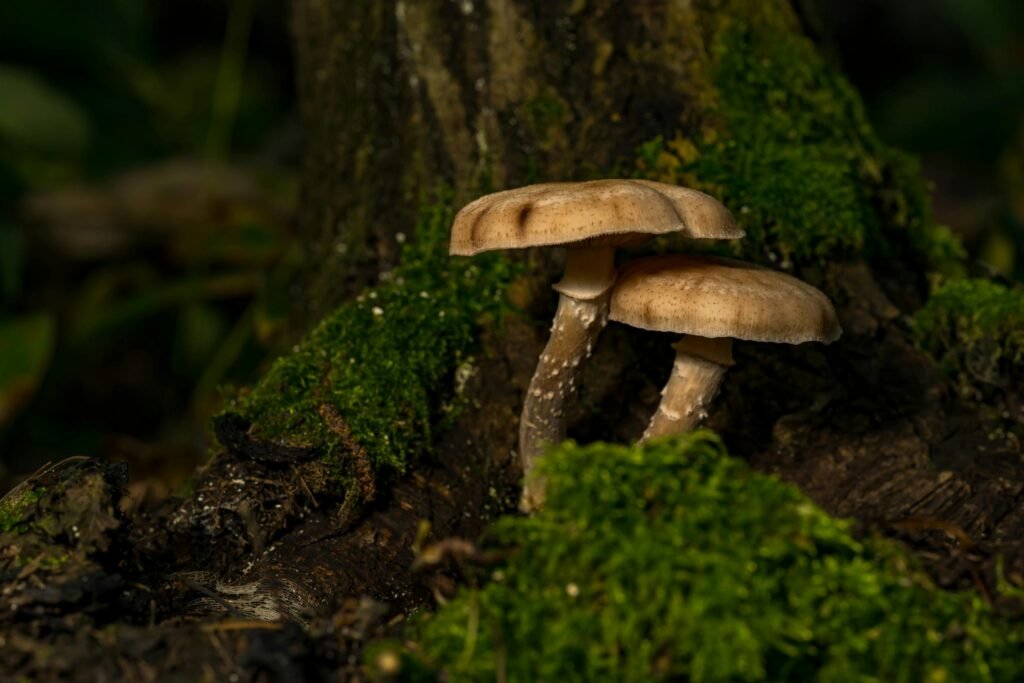 Close-up of forest mushrooms with lush moss in Rouyn-Noranda, capturing nature's beauty. salud femenina